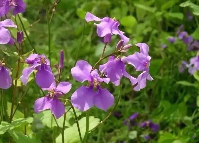 認識植物：這些常見(jiàn)的園林植物你認識嗎？
