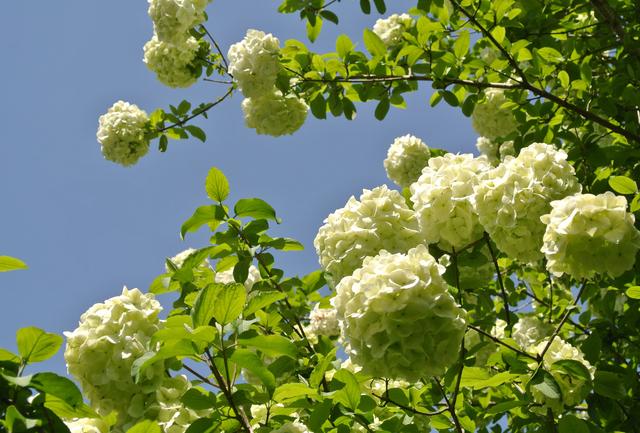 上海的木本繡球即將進(jìn)入盛花期