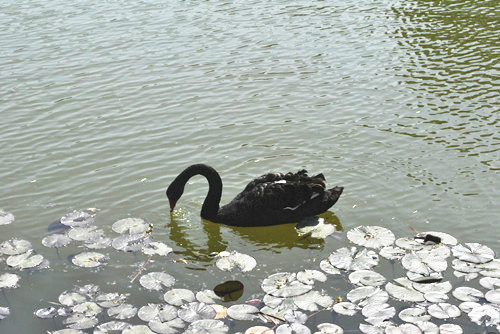 中國風(fēng)景園林網(wǎng)考察世界花卉大觀(guān)園