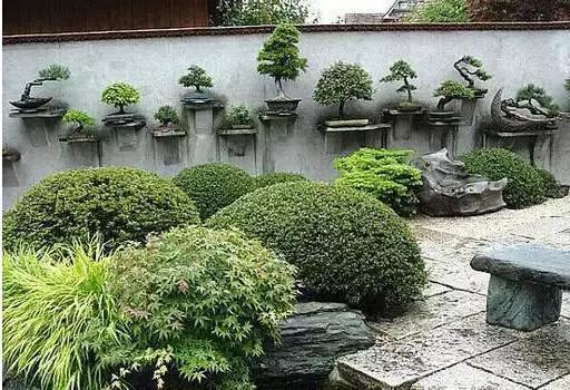 盆景——從園林中走出來(lái)的造型藝術(shù)