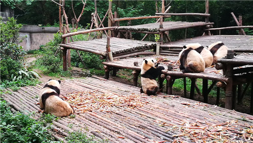 奧克拉荷馬州立大學(xué)景觀(guān)專(zhuān)業(yè)學(xué)生來(lái)華交流8