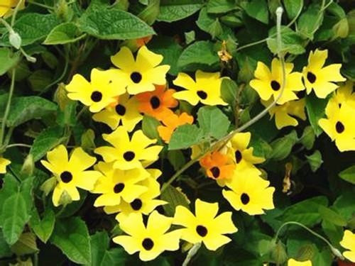 適合在家中陽(yáng)臺種植的藤本植物
