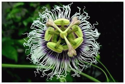 適合在家中陽(yáng)臺種植的藤本植物