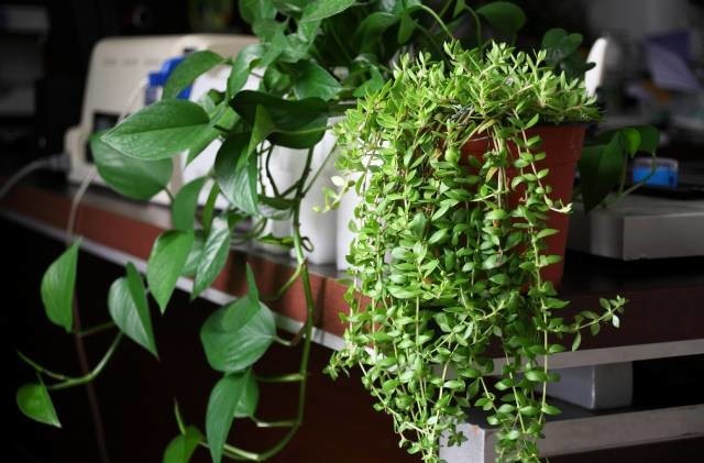 長(cháng)期待在辦公室中，哪種花卉最適合種植？