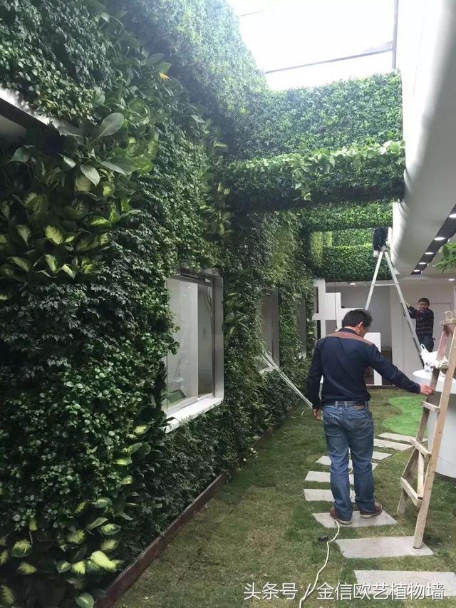 植物墻如何給城市降溫，遏制熱島效應呢？