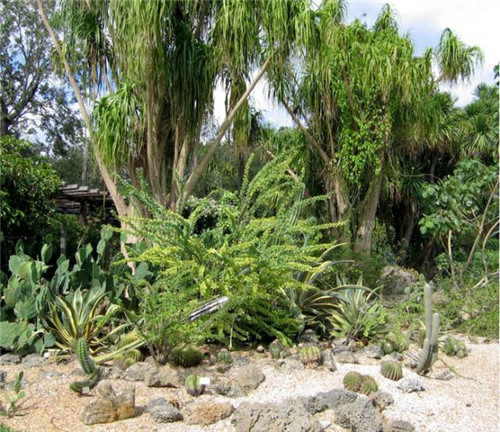 精美絕倫的多肉植物園林景觀(guān)美不勝收！