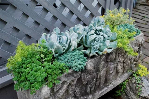 精美絕倫的多肉植物園林景觀(guān)美不勝收！