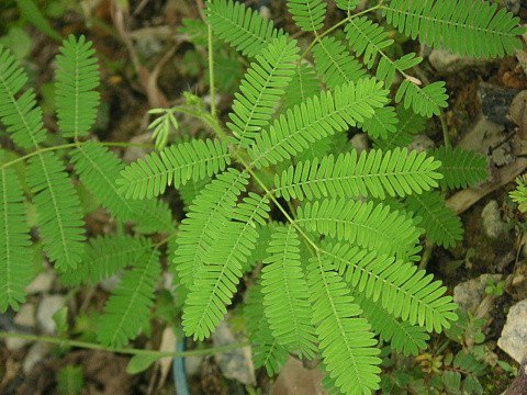 英國專(zhuān)家的研究表明，植物是有“語(yǔ)言”的