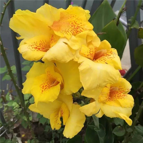 在公園經(jīng)常能見(jiàn)到的花卉