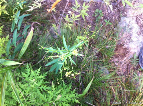 植物也會(huì )像動(dòng)物一樣爭奪地盤(pán)以維持生存？
