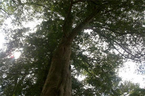 原來(lái)云南一直養著(zhù)那么多“珍稀植物”