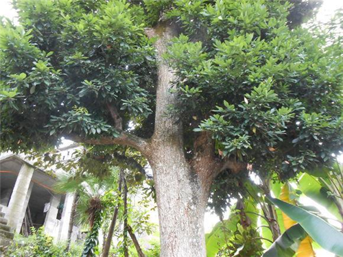 原來(lái)云南一直養著(zhù)那么多“珍稀植物”