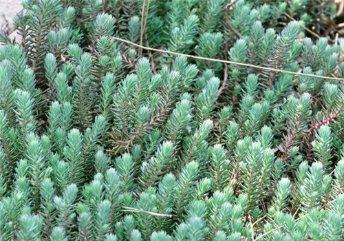 北方地區屋頂綠化常用植物（地被類(lèi)）