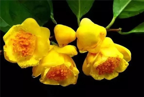 廣西防城自然保護區有50多萬(wàn)株野生金花茶