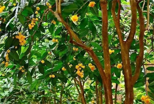 廣西防城自然保護區有50多萬(wàn)株野生金花茶