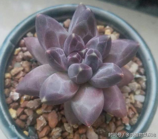 想養好多肉植物需要經(jīng)驗的積累