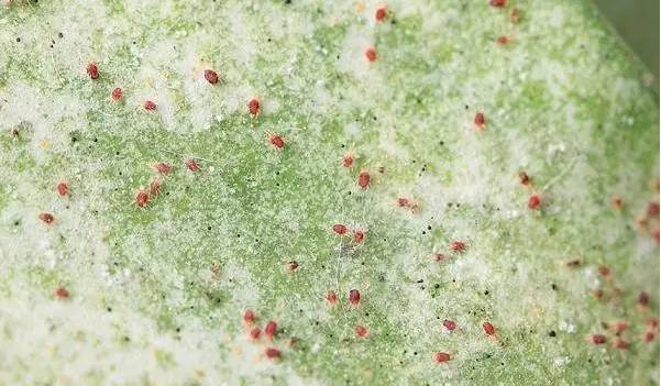 植物生病了怎么判斷？