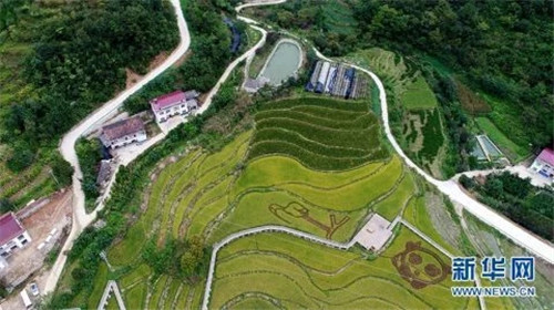 陜西佛坪：鳥(niǎo)瞰生態(tài)水稻公園