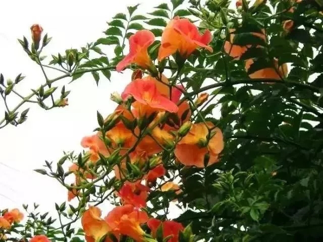 如何設計陽(yáng)臺花園