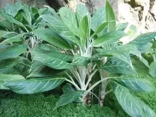 如何設計陽(yáng)臺花園