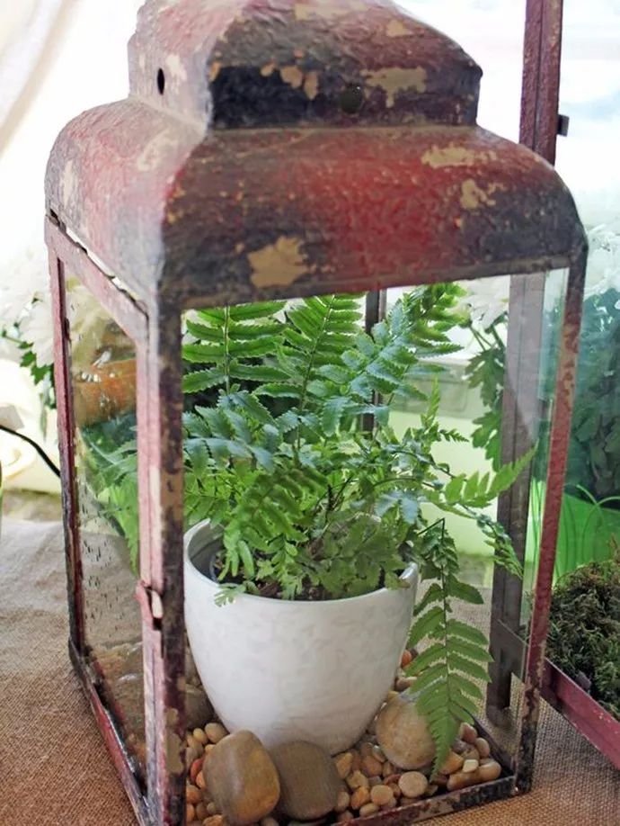 蕨類(lèi)植物的花藝美學(xué)