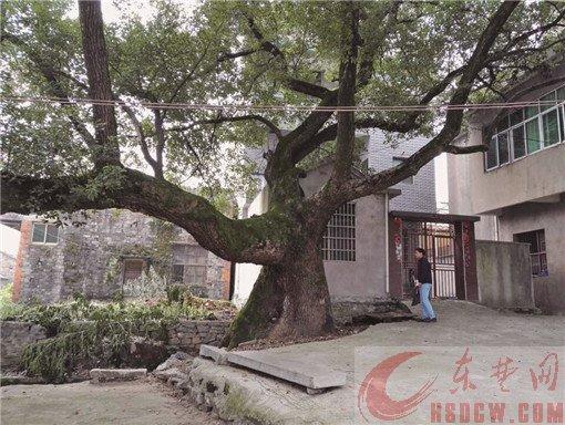 黃石一村莊有11棵古樹(shù) 樹(shù)齡最大的已有650歲