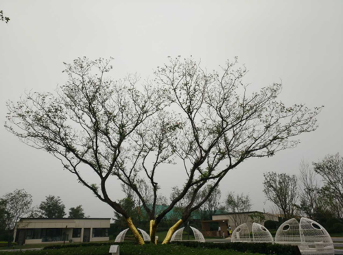 園冶杯專(zhuān)業(yè)獎：濟南萬(wàn)科龍湖城市之光施工