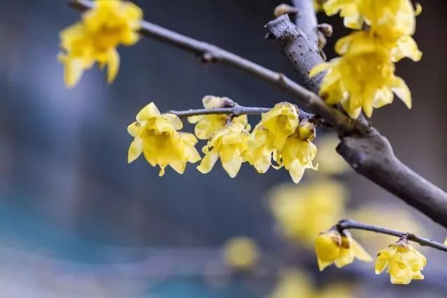 這些花卉將在深秋初冬開(kāi)放