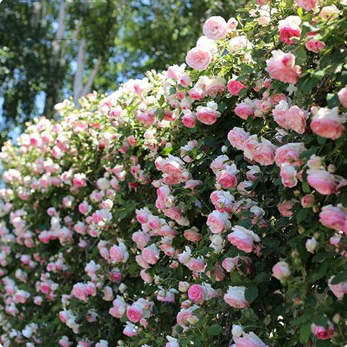 9種花卉爬藤能爬滿(mǎn)墻，美不勝收