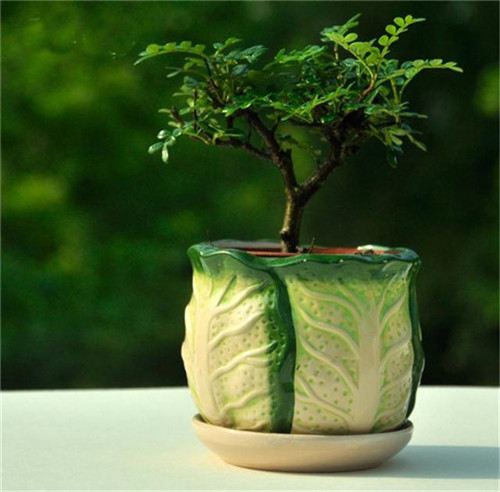 這5種清香花卉你要養，開(kāi)花了，比香水還香！