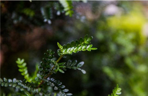 這5種清香花卉你要養，開(kāi)花了，比香水還香！