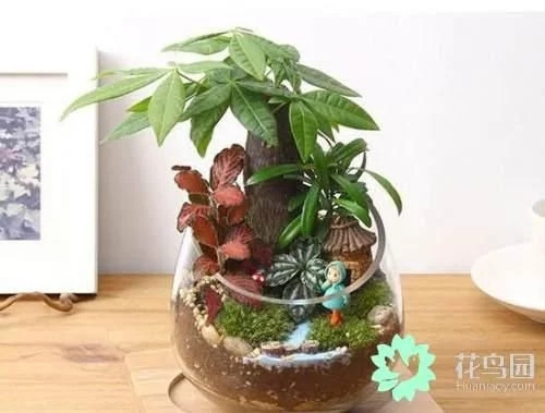 生動(dòng)綠意場(chǎng)景：家庭微景觀(guān)設計