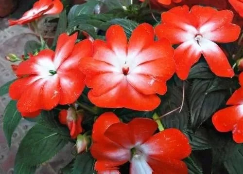 對花卉做好這些動(dòng)作，年年爆盆