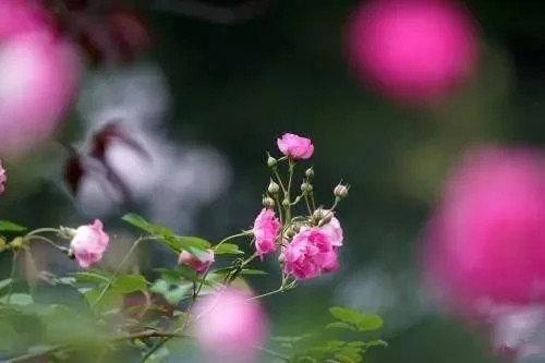 對花卉做好這些動(dòng)作，年年爆盆