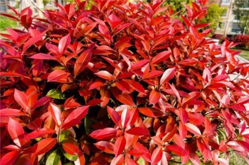 20種彩葉樹(shù)種觀(guān)賞特征和園林用途大全！