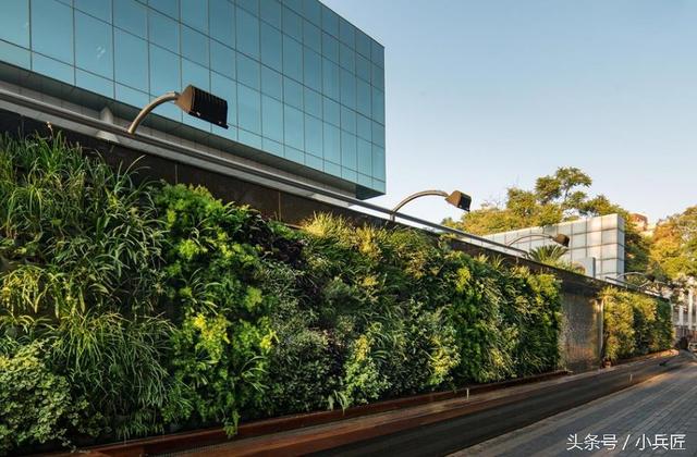 什么植物才適合用來(lái)做室外垂直綠化？