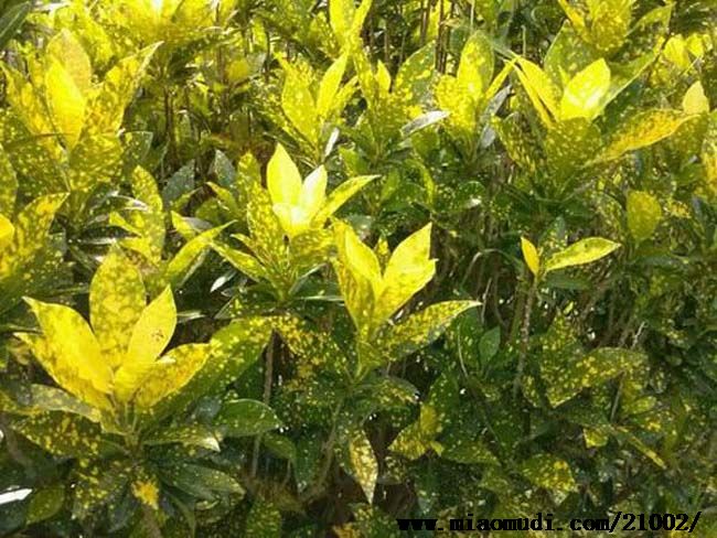什么植物才適合用來(lái)做室外垂直綠化？