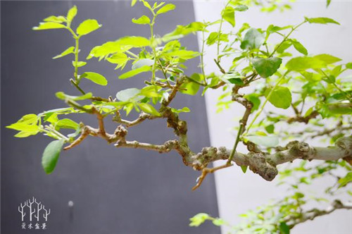 農村常見(jiàn)的樹(shù)種——樸樹(shù)，養好了也難如此漂亮