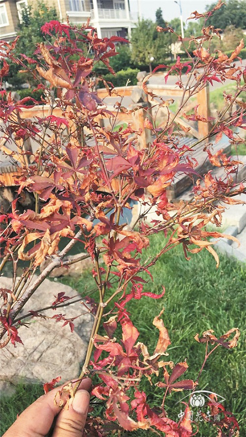 如何解決紅楓夏季卷葉干枯問(wèn)題