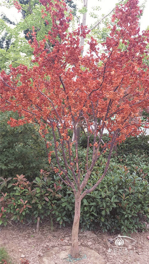 如何解決紅楓夏季卷葉干枯問(wèn)題