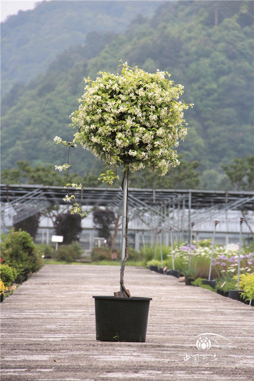 意大利絡(luò )石花葉俱美惹人醉