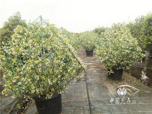 意大利絡(luò )石花葉俱美惹人醉
