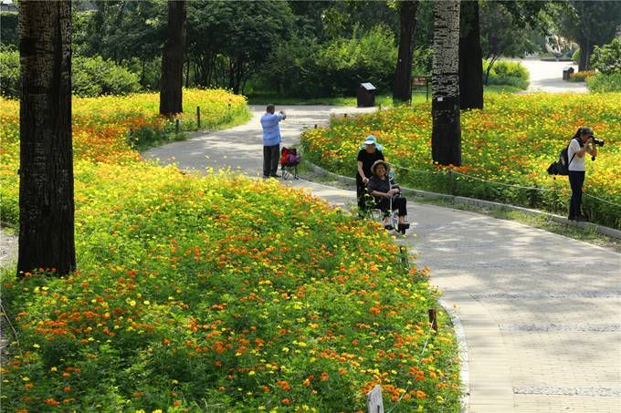 北京植物園百萬(wàn)夏花進(jìn)入觀(guān)賞期 還將舉辦科普活動(dòng)