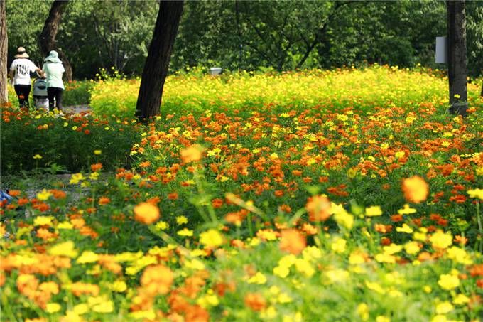 北京植物園百萬(wàn)夏花進(jìn)入觀(guān)賞期 還將舉辦科普活動(dòng)