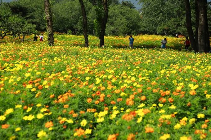 北京植物園百萬(wàn)夏花進(jìn)入觀(guān)賞期 還將舉辦科普活動(dòng)