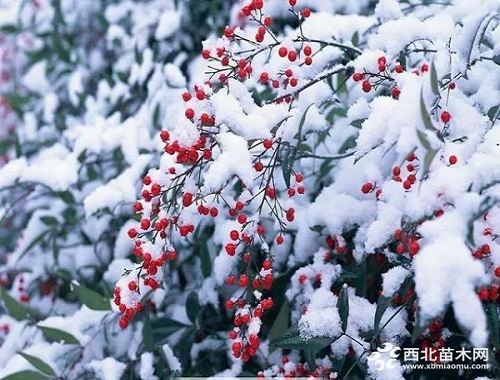 走進(jìn)中式庭院，帶你領(lǐng)略苗木之美
