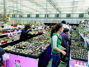 北京花鄉：花香中道別四大花卉交易市場(chǎng)