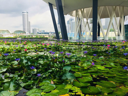 引領(lǐng)城市未來(lái)，中國“公園城市”建設前路美好