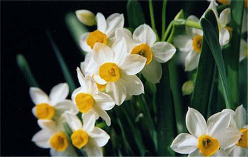 過(guò)年了，帶一盆祝福滿(mǎn)滿(mǎn)的年宵花回家