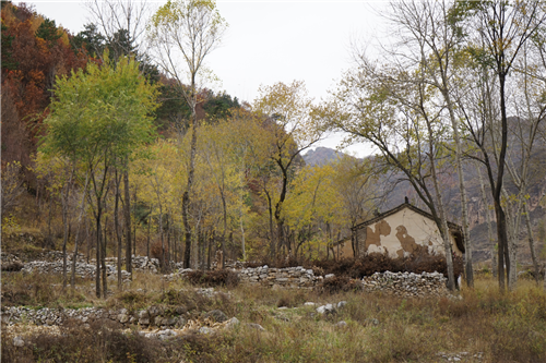 黃大莊：鄉村振興戰略背景下景觀(guān)建設及植物應用思考